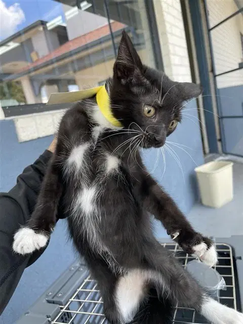 Unknown - Domestic Short Hair