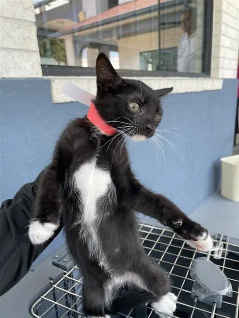 Unknown - Domestic Short Hair