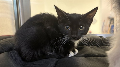 STEVIE, a cat for adoption from Harris County Pets