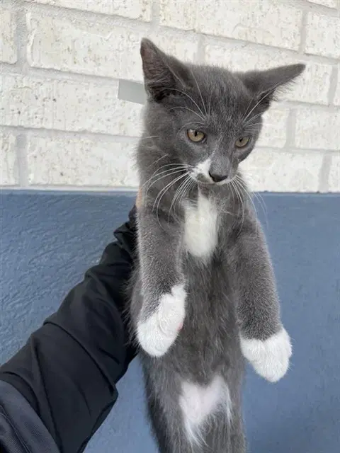 Unknown - Domestic Short Hair