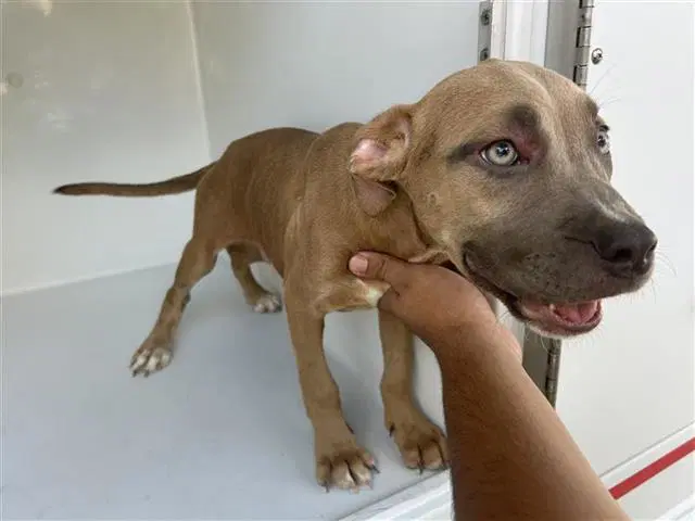 Unknown - Staffordshire Bull Terrier