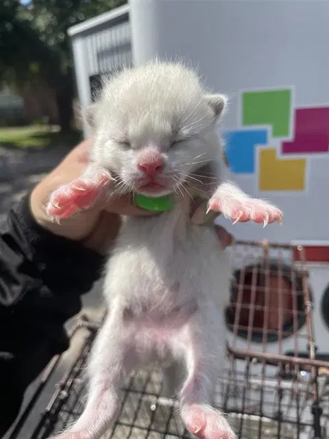 Unknown - Domestic Short Hair
