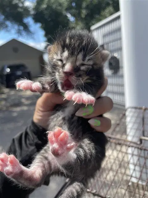 Unknown - Domestic Short Hair