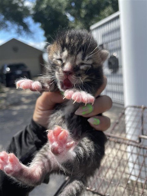 A662090, a cat for adoption from Harris County Pets