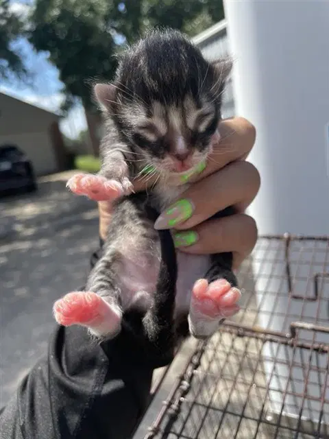 Unknown - Domestic Short Hair