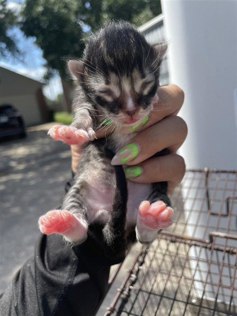 A662092, a cat for adoption from Harris County Pets