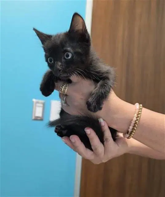 Nova - Domestic Short Hair
