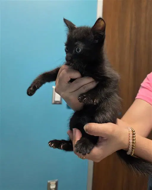 Nixen - Domestic Short Hair