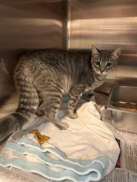 Shenandoah - Domestic Short Hair