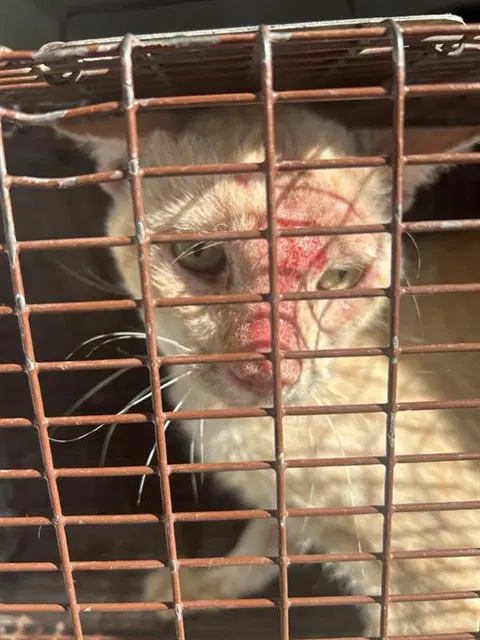 Unknown - Domestic Short Hair