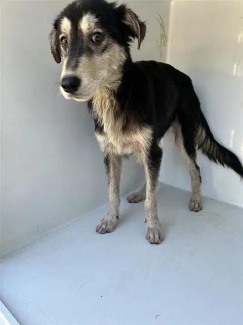 Unknown - Miniature Schnauzer