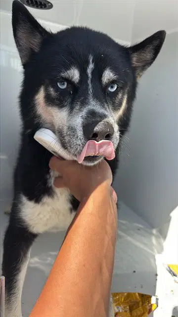 Unknown - Siberian Husky
