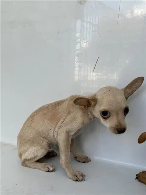 Unknown - Chihuahua