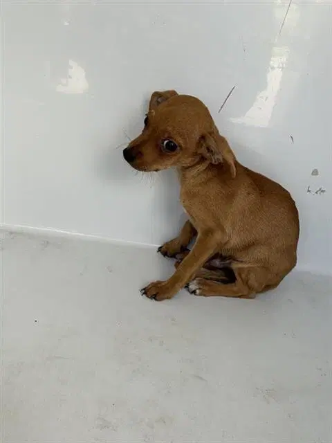 Unknown - Chihuahua