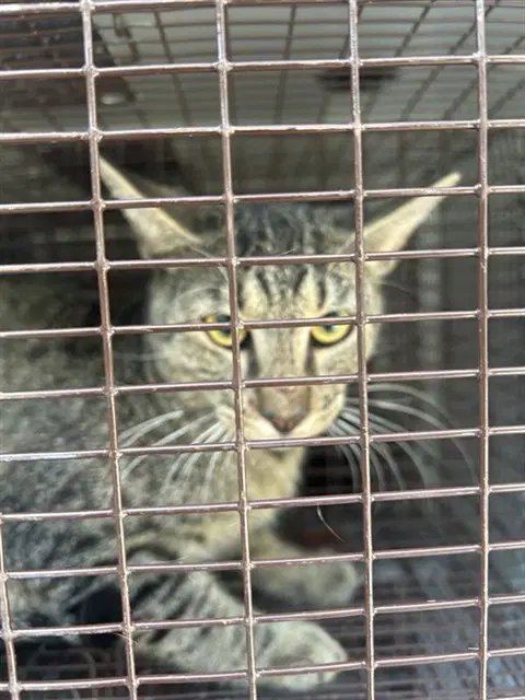 Unknown - Domestic Short Hair