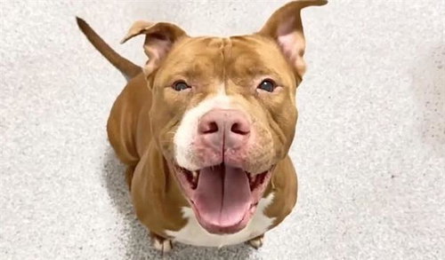 FLETCHER, a dog for adoption from Harris County Pets