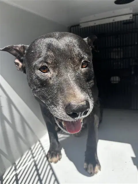 Unknown - Labrador Retriever