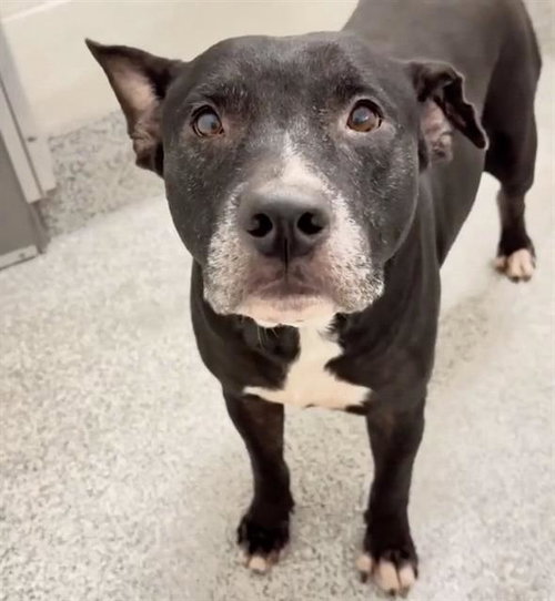 A662079, a dog for adoption from Harris County Pets