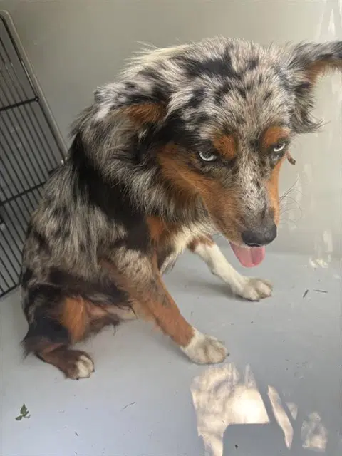 Unknown - Australian Shepherd