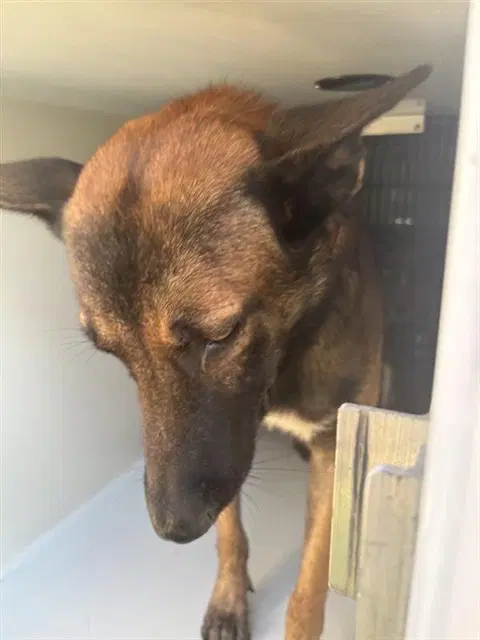 Unknown - Belgian Shepherd Malinois