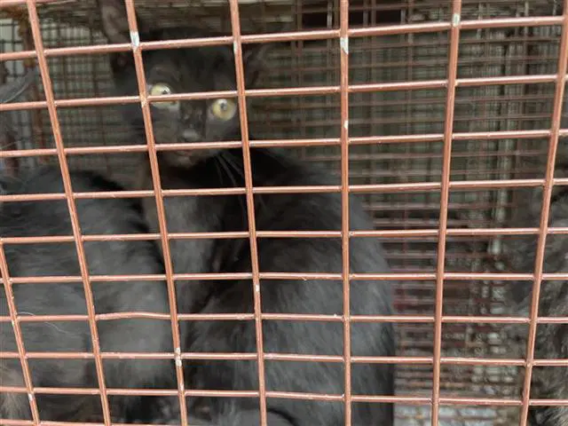 Loki - Domestic Short Hair
