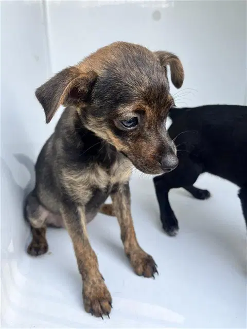 Unknown - Chihuahua