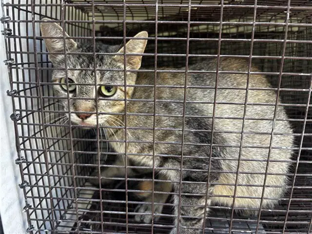 Unknown - Domestic Short Hair