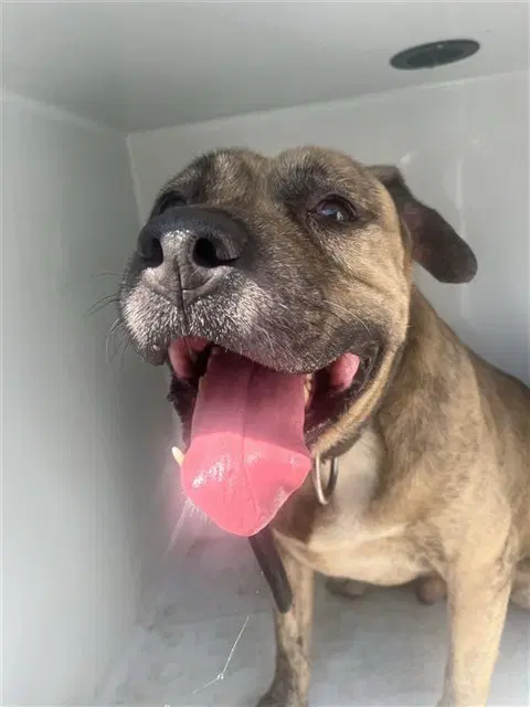 Unknown - Mastiff