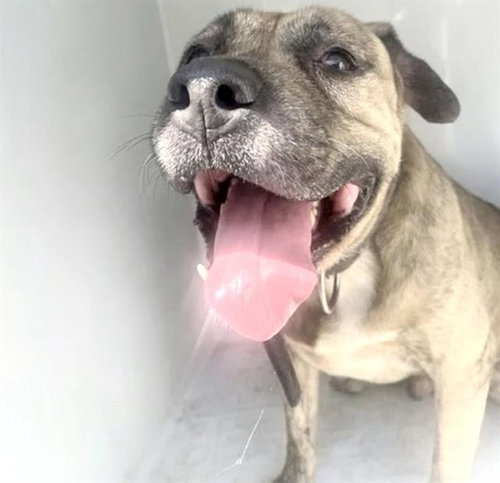A662144, a dog for adoption from Harris County Pets