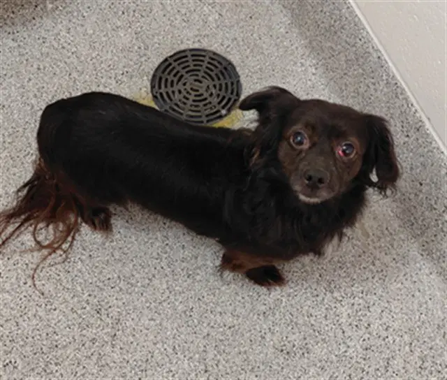 Unknown - Cavalier King Charles Spaniel