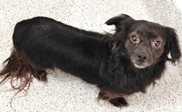 Unknown - Dachshund