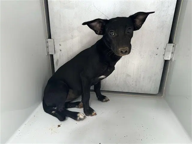 Unknown - Chihuahua