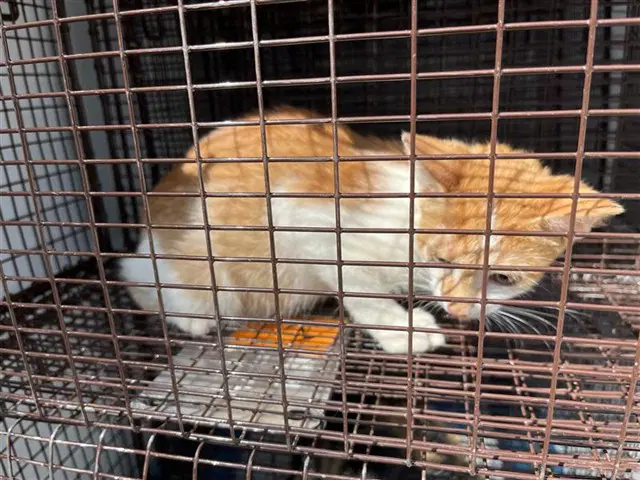 Unknown - Domestic Short Hair