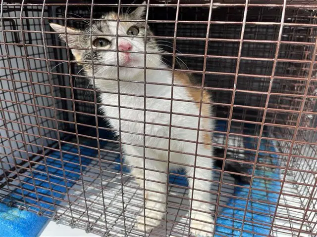 Unknown - Domestic Short Hair