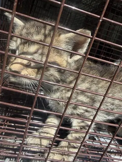 Unknown - Domestic Short Hair