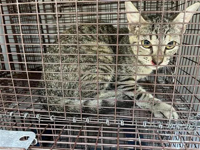 Unknown - Domestic Short Hair