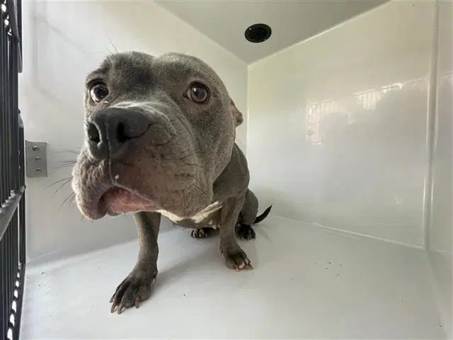 Unknown - Pit Bull Terrier