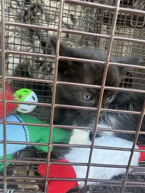 Unknown - Domestic Short Hair