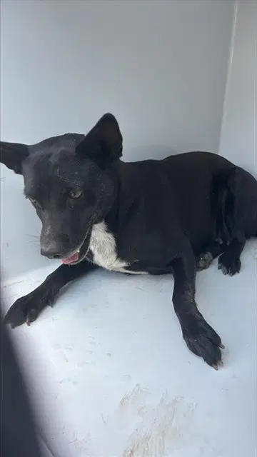 Unknown - Australian Kelpie