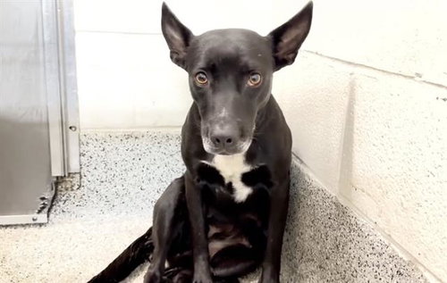 A662176, a dog for adoption from Harris County Pets