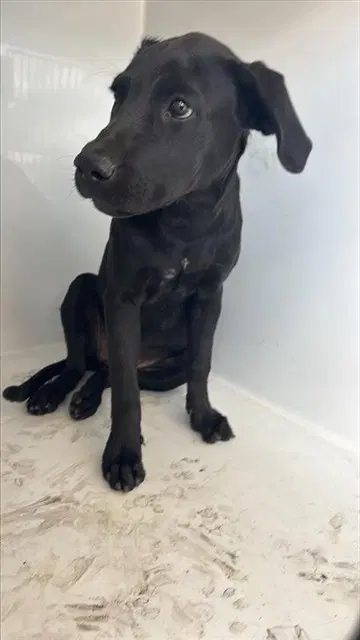 Unknown - Labrador Retriever