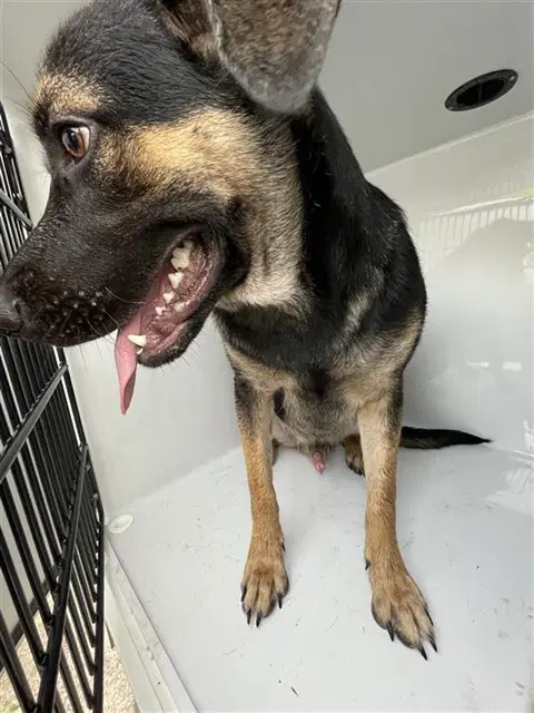 Unknown - German Shepherd Dog