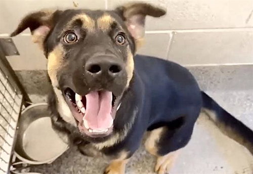 A662205, a dog for adoption from Harris County Pets