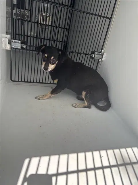 Unknown - Chihuahua
