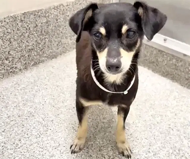 Unknown - Chihuahua