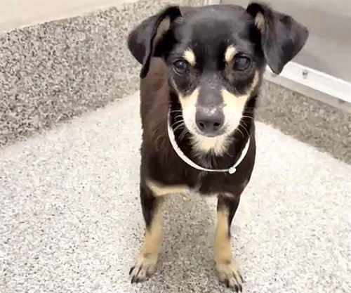 KERMIT, a dog for adoption from Harris County Pets
