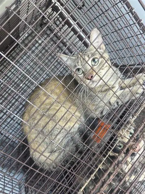 Unknown - Domestic Short Hair