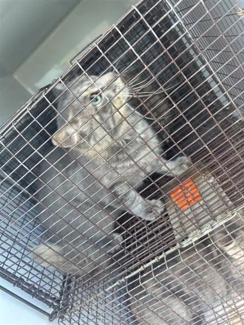 Unknown - Domestic Short Hair