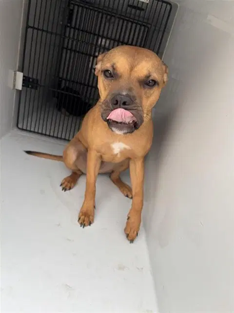 Munchie - Boxer