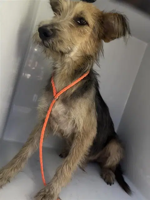 Unknown - Border Terrier